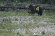 148 - Banff,Lake Louise,Morraine Lake  - IMG_0832